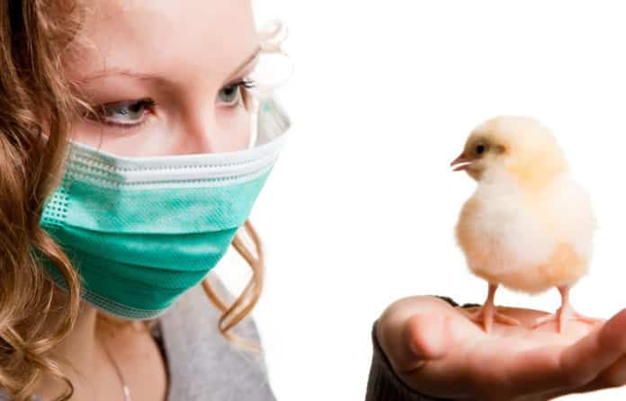 Scientists Genetically Edit Chicken Cells To Stop Bird-Flu