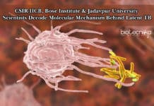 CSIR-IICB, Bose Institute & Jadavpur University Scientists Decode Molecular Mechanism Behind Latent TB Molecular Mechanism Behind Latent TB Decoded