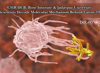 CSIR-IICB, Bose Institute & Jadavpur University Scientists Decode Molecular Mechanism Behind Latent TB Molecular Mechanism Behind Latent TB Decoded