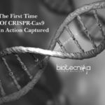 For The First Time - Images Captured Of CRISPR-Cas9 Enzyme In Action