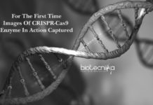 For The First Time – Images Captured Of CRISPR-Cas9 Enzyme In Action For The First Time - Images Captured Of CRISPR-Cas9 Enzyme In Action