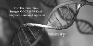 For The First Time - Images Captured Of CRISPR-Cas9 Enzyme In Action