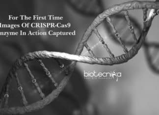 For The First Time – Images Captured Of CRISPR-Cas9 Enzyme In Action For The First Time - Images Captured Of CRISPR-Cas9 Enzyme In Action