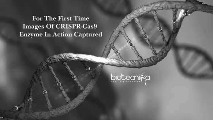 For The First Time - Images Captured Of CRISPR-Cas9 Enzyme In Action