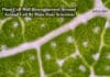 Plant Cell Wall Bioengineered Around Animal Cell By Penn State Scientists