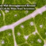 Plant Cell Wall Bioengineered Around Animal Cell By Penn State Scientists