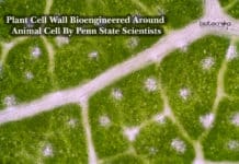 Plant Cell Wall Bioengineered Around Animal Cell By Penn State Scientists Plant Cell Wall Bioengineered Around Animal Cell By Penn State Scientists
