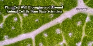 Plant Cell Wall Bioengineered Around Animal Cell By Penn State Scientists