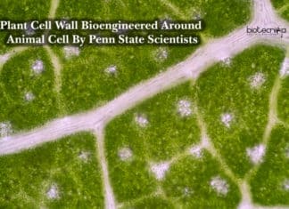 Plant Cell Wall Bioengineered Around Animal Cell By Penn State Scientists Plant Cell Wall Bioengineered Around Animal Cell By Penn State Scientists