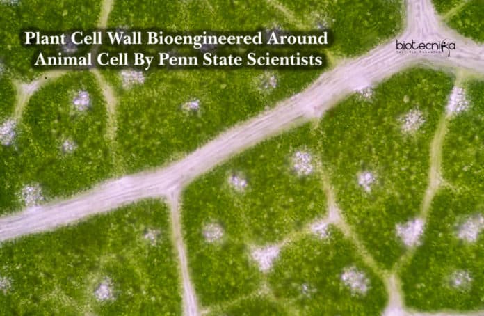 Plant Cell Wall Bioengineered Around Animal Cell By Penn State Scientists