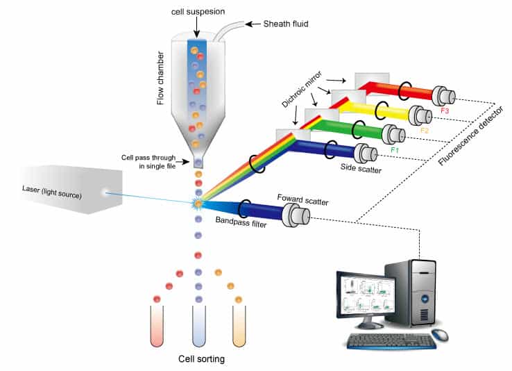 Flow Cytometry - Working Principle, Applications & Job Opportunities