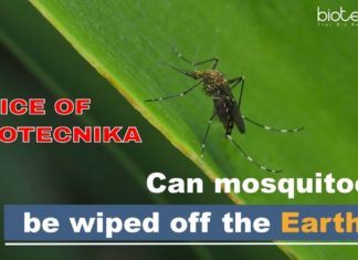 Can Mosquitoes Be Wiped Off The Earth? – Voice Of Biotecnika