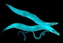 First Complete Wiring Diagram of Animal Nervous System First Complete Wiring Diagram of Animal Nervous System