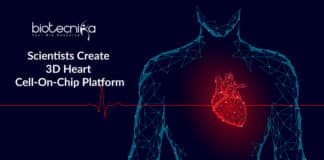 Scientists Create 3D Heart Cell-On-Chip Platform