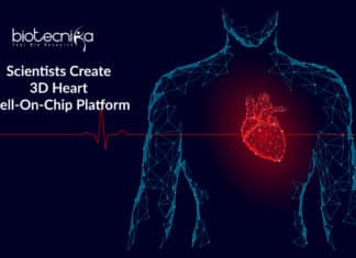 Scientists Create 3D Heart Cell-On-Chip Platform Scientists Create 3D Heart Cell-On-Chip Platform