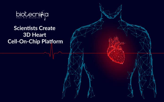 Scientists Create 3D Heart Cell-On-Chip Platform