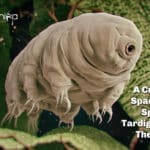 A Crashed Spacecraft Spilled Tardigrades On The Moon