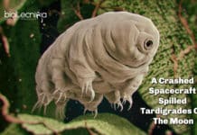 A Crashed Spacecraft Spilled Tardigrades On The Moon