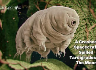 A Crashed Spacecraft Spilled Tardigrades On The Moon