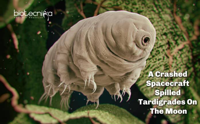 A Crashed Spacecraft Spilled Tardigrades On The Moon