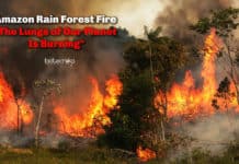 Amazon Rain Forest Fire – The Lungs of Our Planet Is Burning! Amazon Rain Forest Fire - The Lungs of Our Planet Is Burning And Is Visible From Space