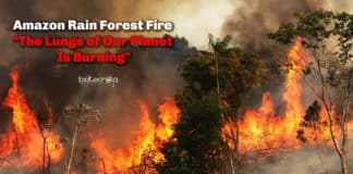 Amazon Rain Forest Fire - The Lungs of Our Planet Is Burning And Is Visible From Space