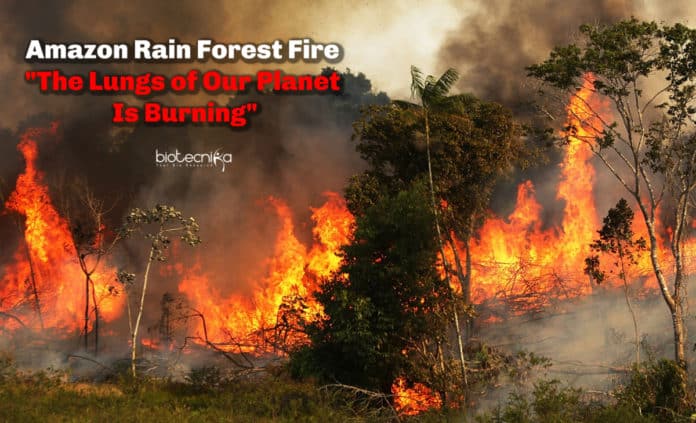 Amazon Rain Forest Fire - The Lungs of Our Planet Is Burning And Is Visible From Space