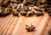 Billions of Bees in Brazil, Drop Dead – Scientists Indicate It As A Message For Humans Billions of Bees in Brazil, Drop Dead