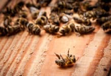 Billions of Bees in Brazil, Drop Dead