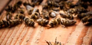 Billions of Bees in Brazil, Drop Dead