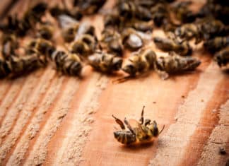 Billions of Bees in Brazil, Drop Dead – Scientists Indicate It As A Message For Humans Billions of Bees in Brazil, Drop Dead