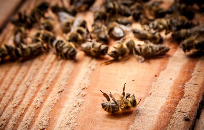 Billions of Bees in Brazil, Drop Dead