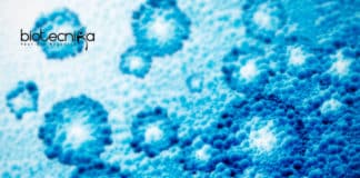 Biological risk potential of nanoparticles