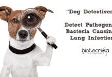 Dog Detectives Detect Pathogenic Bacteria Causing Lung Infection Dog Detectives Detect Pathogenic Bacteria Causing Lung Infection