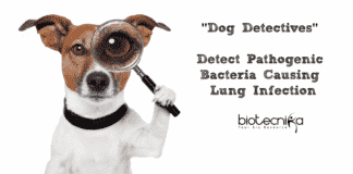Dog Detectives Detect Pathogenic Bacteria Causing Lung Infection