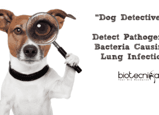 Dog Detectives Detect Pathogenic Bacteria Causing Lung Infection Dog Detectives Detect Pathogenic Bacteria Causing Lung Infection