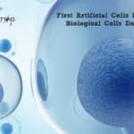 First Artificial Cells Mimicking Biological Cells Developed