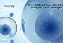 First Artificial Cells Mimicking Biological Cells Developed By Imperial College Researchers First Artificial Cells Mimicking Biological Cells Developed