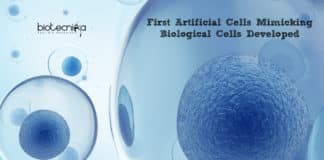 First Artificial Cells Mimicking Biological Cells Developed