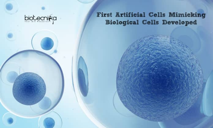 First Artificial Cells Mimicking Biological Cells Developed