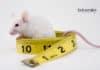 Gene Therapy Reduces Obesity & Reverses Type 2 Diabetes in Mice Gene Therapy for Obesity and Diabetes