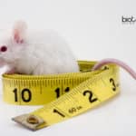 Gene Therapy for Obesity and Diabetes