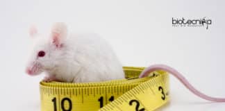 Gene Therapy for Obesity and Diabetes