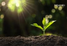 Key Immune Systems in Plants