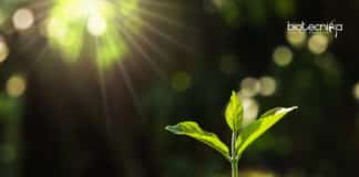 Key Immune Systems in Plants