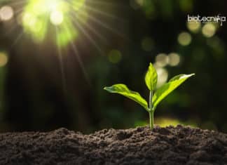 Researchers Highlight Key Components of Plants’ Immune Systems Key Immune Systems in Plants