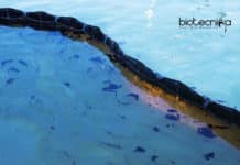 “Methanoliparia” – Microbes That Degrades Oil To Gas Microbe Degrades Oil to Gas