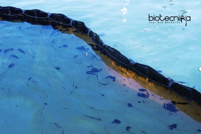 Mi­crobe Degrades Oil to Gas