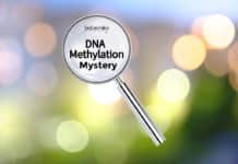 Mystery of DNA Methylation Unlocked by Scientists Mystery of DNA Methylation