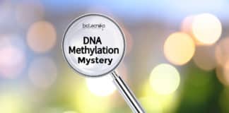 Mystery of DNA Methylation